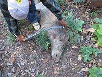 GAAF028 Sus scrofa.jpg