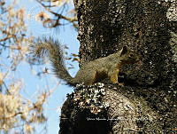 UR006 022 Sciurus oculatus.jpg
