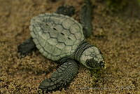 IDG0734 Chelonia mydas.jpg