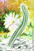 JMRM0024 Echinocereus schmollii.jpg