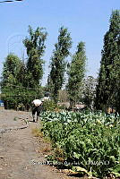 SG002 0002 Brassica oleracea.jpg