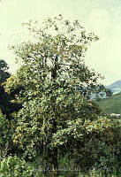 1910 Clethra mexicana.jpg