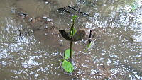 UM002 S0031 Rhizophora mangle.jpg
