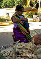 FBA0913 Zea mays.jpg