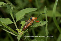 ERCV045 Machtima mexicana.JPG