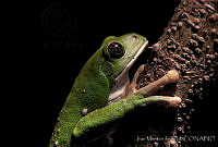 IMDOC0105 Agalychnis dacnicolor.jpg