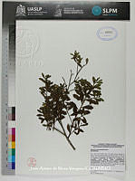 JAdNV0151 Baccharis heterophylla.JPG