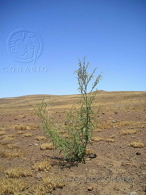 GECI0119%20Nicotiana%20attenuata.jpg.nyevkb31MXNRj6VhQA3g0JtbmFja29CbnFuZ3NAbXJ6LGtwZwA.oSg LTK74K