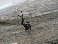 CGL1263 Latrodectus mactans..jpg