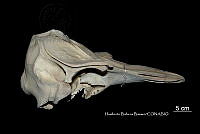 ME006 MM 057 Globicephala macrorhynchus.jpg