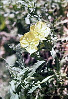 775 Oenothera pubescens.jpg