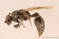 AGDE019-521 Tiphia alamosae.jpg