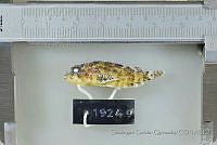 SGQ0647 Scorpaenodes xyris.jpg