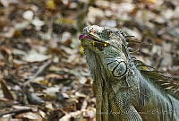 MASM05014 Iguana iguana.jpg