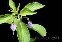Huitz 0381 Hybanthus sp..jpg