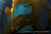 CCK0119 Macrocystis pyrifera.jpg