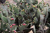 CGL5390 Opuntia.jpg