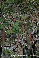 RRR0345 Delonix regia.jpg