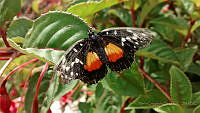 MCS017 Chlosyne rosita ssp. browni.jpg