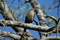 LFLR0054 Molothrus ater.jpg