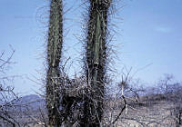 EHX0214 Lemaireocereus hollianus.JPG