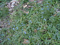 FCM302 Salvia azurea.jpg