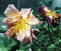 PDA0140 Rosa sp..JPG
