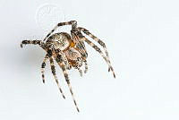 MASM07856 Metepeira sp..jpg