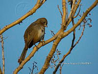 RSA0107 Melozone albicollis.jpg