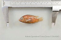 RQTG1179 Herichthys cyanoguttatus.jpg