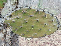 RG016 0518 Opuntia hyptiacantha.jpg