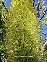 AJGM0078 Agave ellemeetiana.JPG