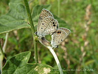 JCGM00994 Hemiargus ceraunus ssp. astenidas.jpg