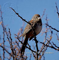 IE003 0036 Pipilo fuscus.jpg