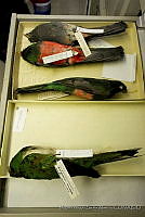 MASM04539 Trogon massena.jpg