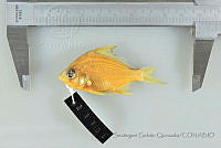 SGQ1260 Diapterus peruvianus.jpg