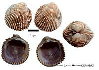 KT014 0392 Trachycardium consors.JPG