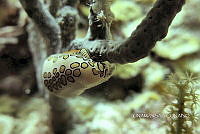 NE018 0786 Cyphoma gibbosum.jpg