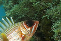 IDG1514 Holocentrus rufus.jpg