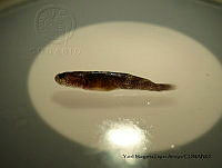 YMLA 003 Barbulifer antennatus.JPG
