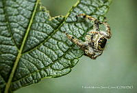 FMSC001 Paraphidippus aurantius.jpg