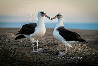 IDG Nat 0041 Phoebastria immutabilis.jpg