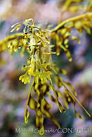 MS0150 Phycodurus eques.jpg