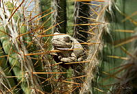 TC07 Bufo sp..jpg