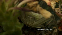 SM0273 Runcinia grammica.jpg