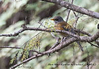 AAKVDH 0018 Turdus rufopalliatus.JPG