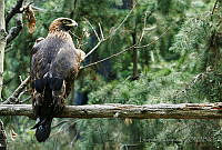 LV0062 Aquila chrysaetos.jpg