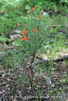 JJBC0073 Bouvardia ternifolia.JPG