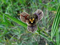 LCF0199 Tigridia vanhouttei.jpg