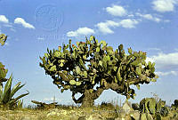 3616 Opuntia streptacantha.jpg